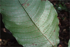 Tectaria herpetocaulos